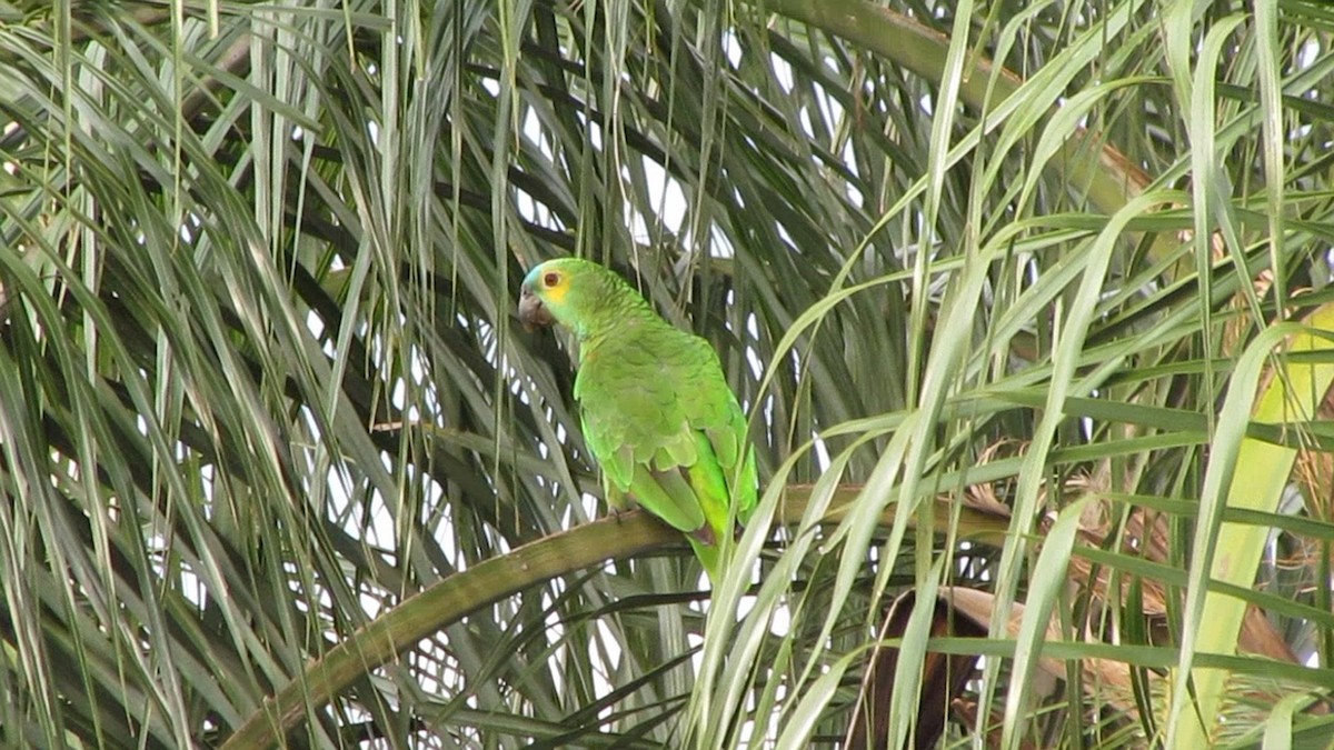 Turquoise-fronted Parrot - Selene Torres V.
