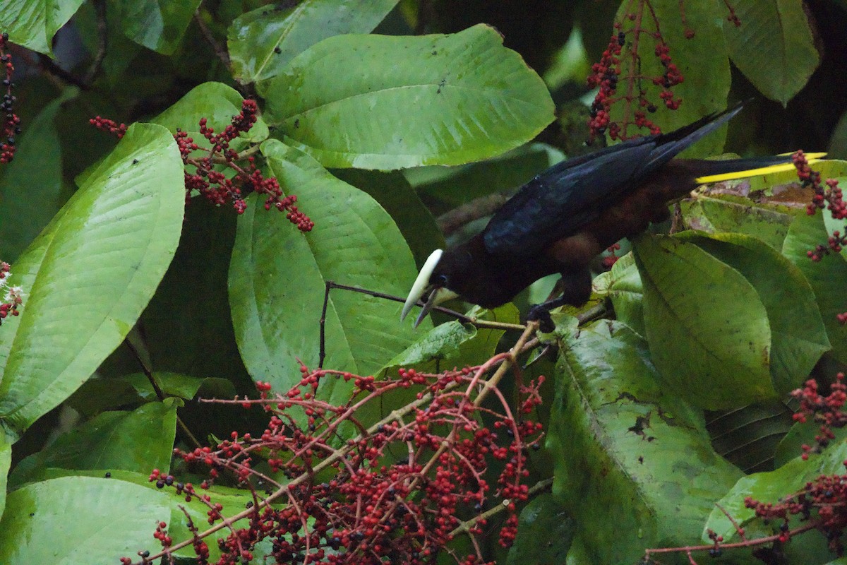 Chestnut-headed Oropendola - allie bluestein