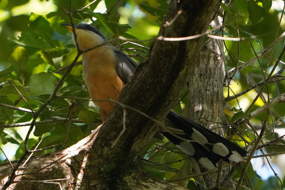 Mangrove Cuckoo - Bobby Senter