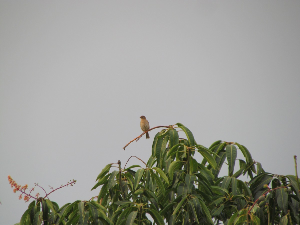 House Sparrow - Selene Torres V.