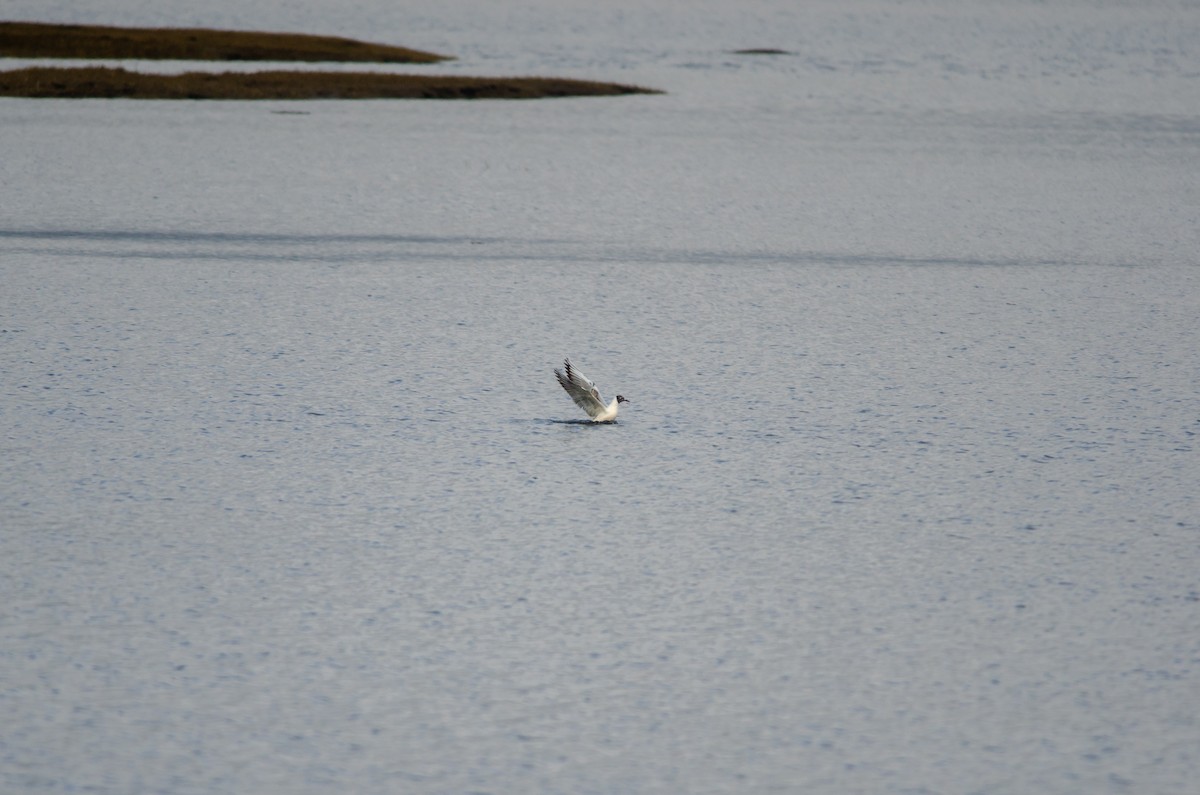 Black-headed Gull - ML619203695