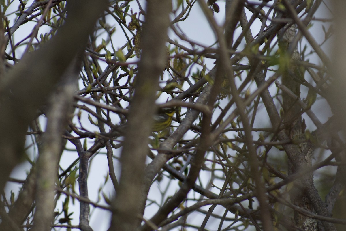 Magnolia Warbler - Melina Watson