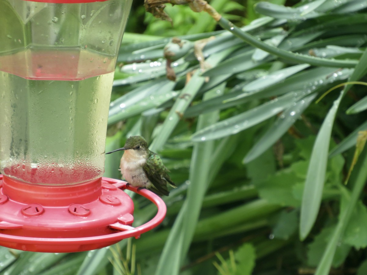 Ruby-throated Hummingbird - scott baldinger