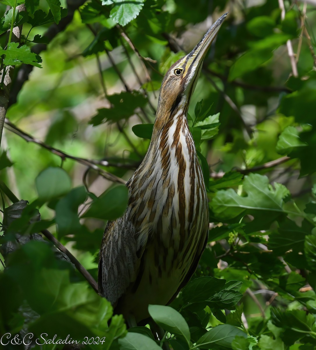 American Bittern - Chris Saladin