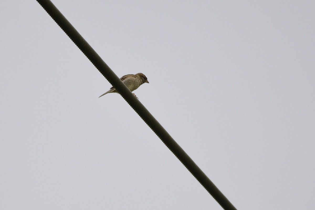 House Sparrow - Ken Crawley