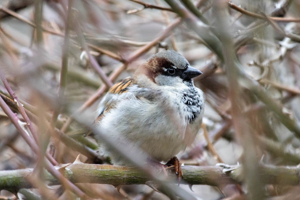 House Sparrow - Yifei Ma