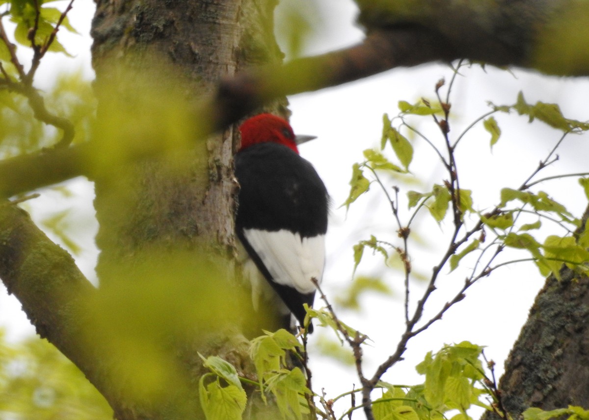 Red-headed Woodpecker - Max Francioni