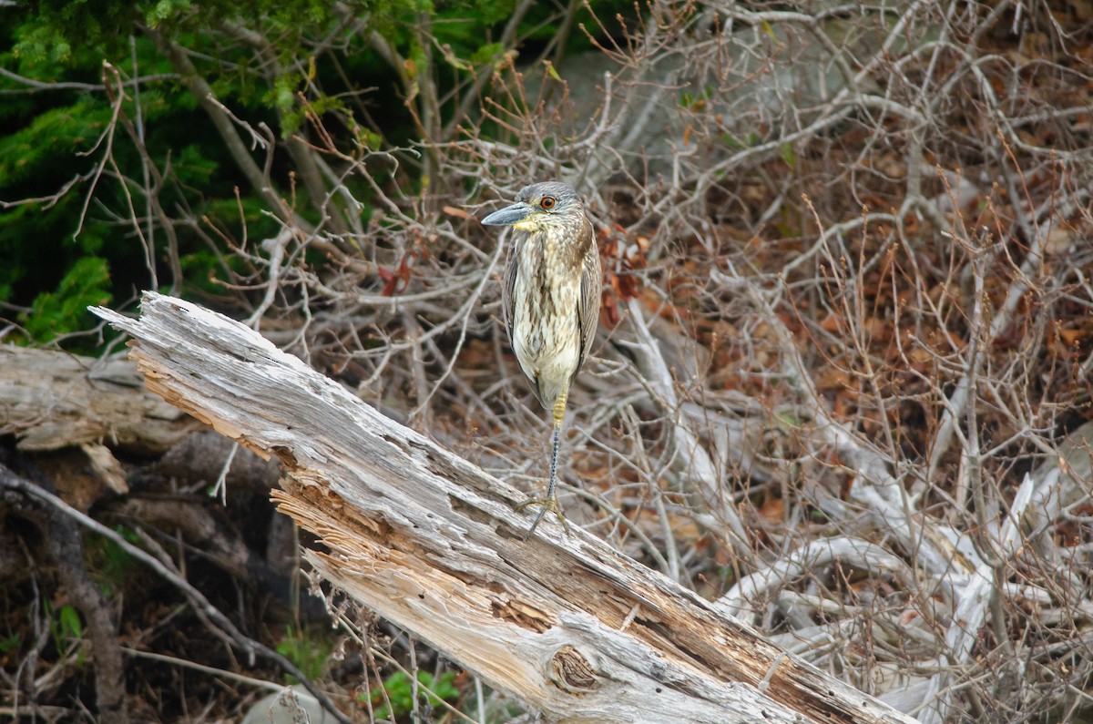 Yellow-crowned Night Heron - ML619203757