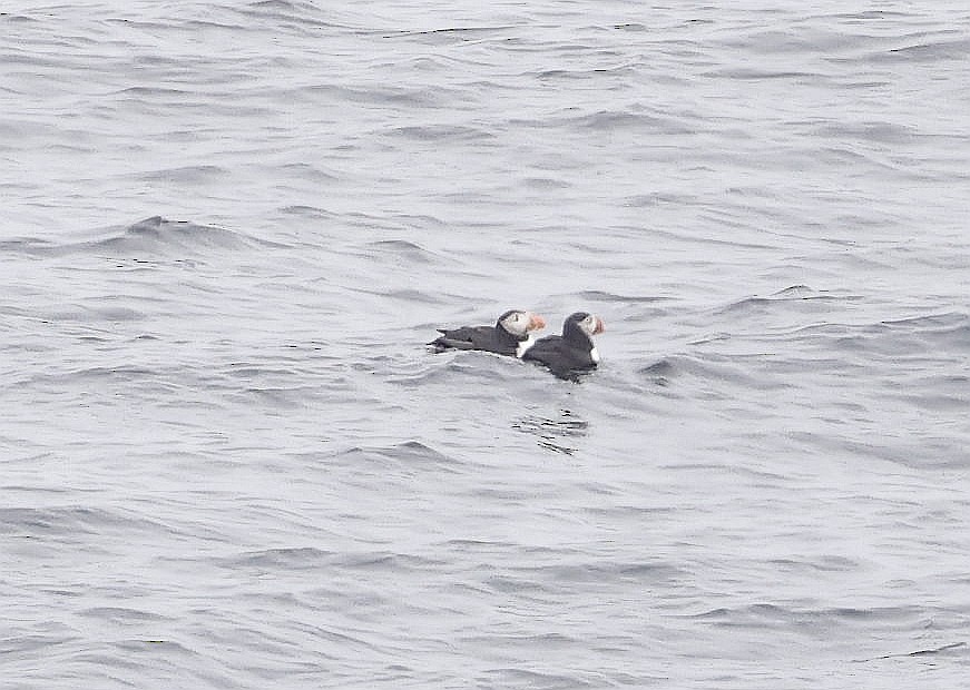 Atlantic Puffin - ML619203760