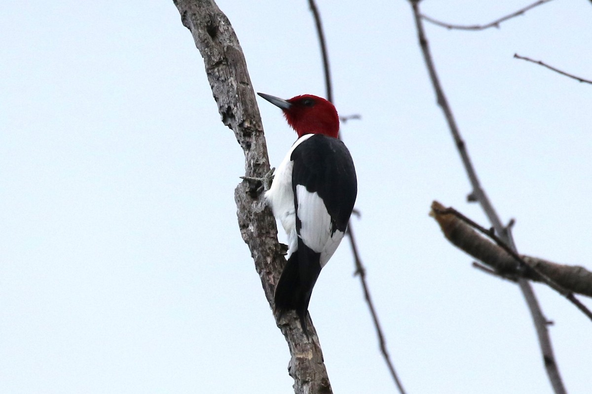 Red-headed Woodpecker - Nate Popkin
