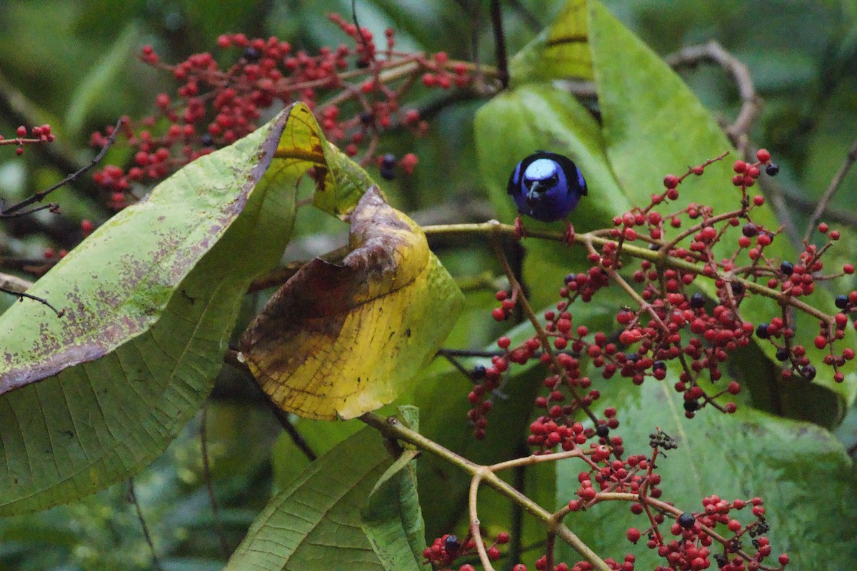 Red-legged Honeycreeper - allie bluestein