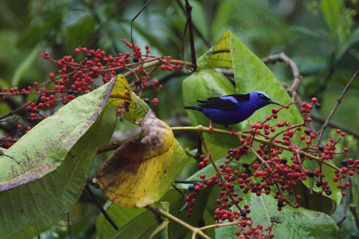 Red-legged Honeycreeper - allie bluestein