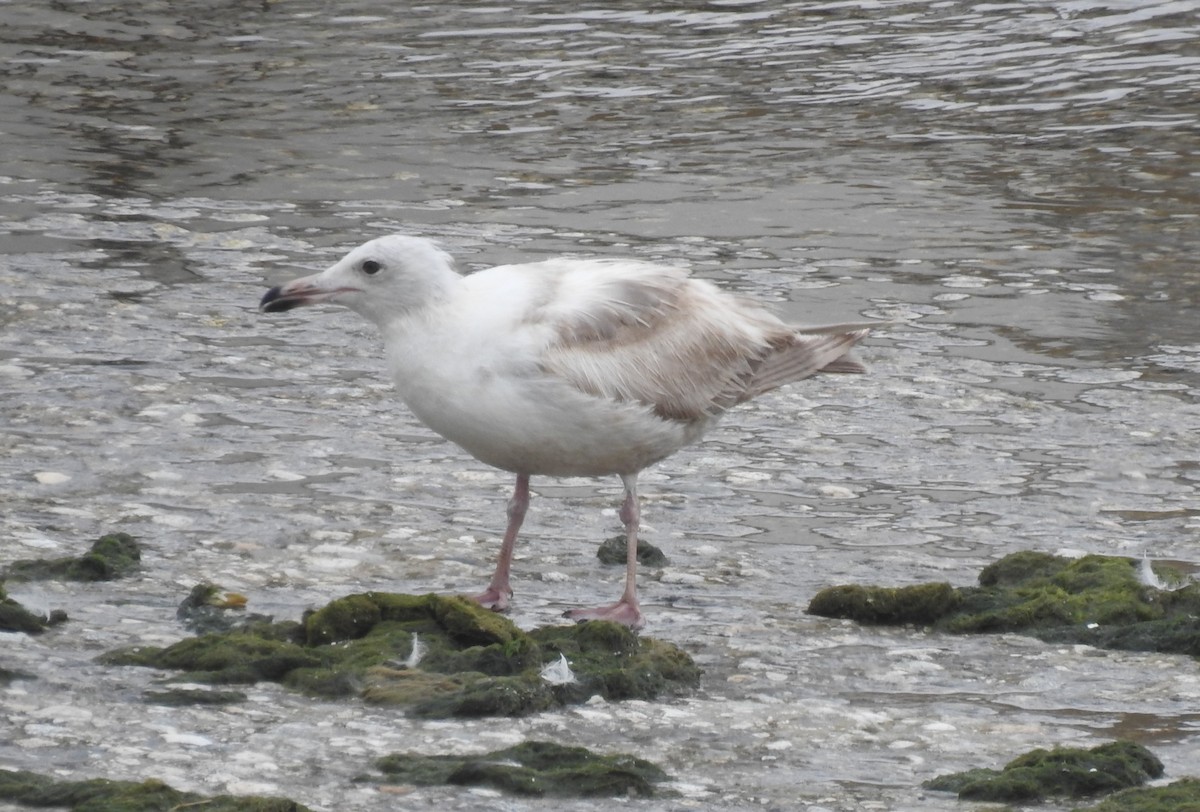 Larus sp. - ML619203773