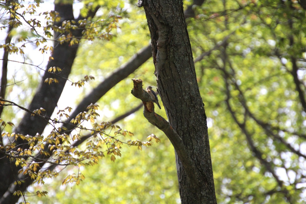 Eastern Bluebird - Bob Tulloch