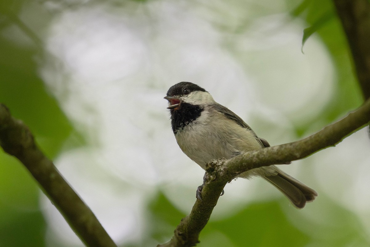 Carolina Chickadee - Kevin Yan