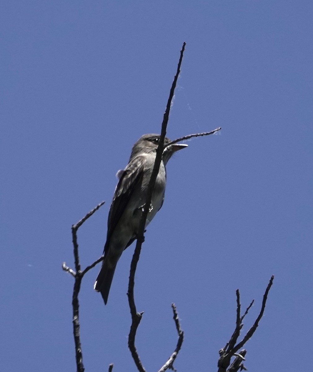 Olive-sided Flycatcher - Frances Clapp