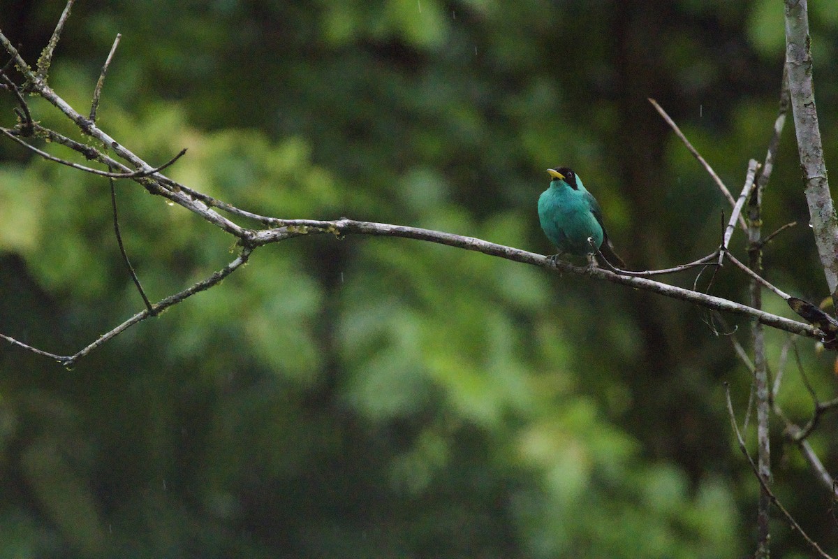 Green Honeycreeper - allie bluestein