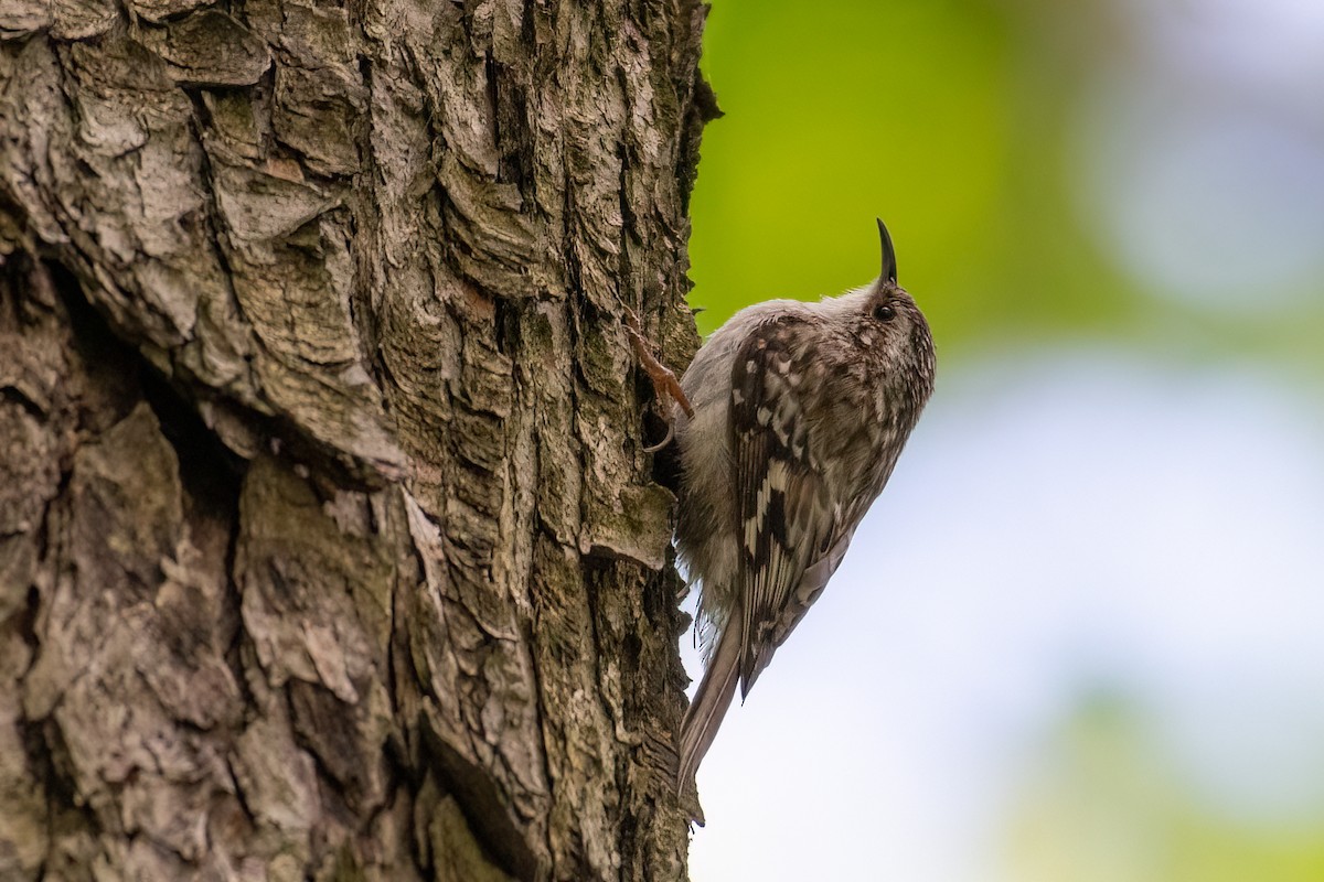 Brown Creeper - Christy Hibsch