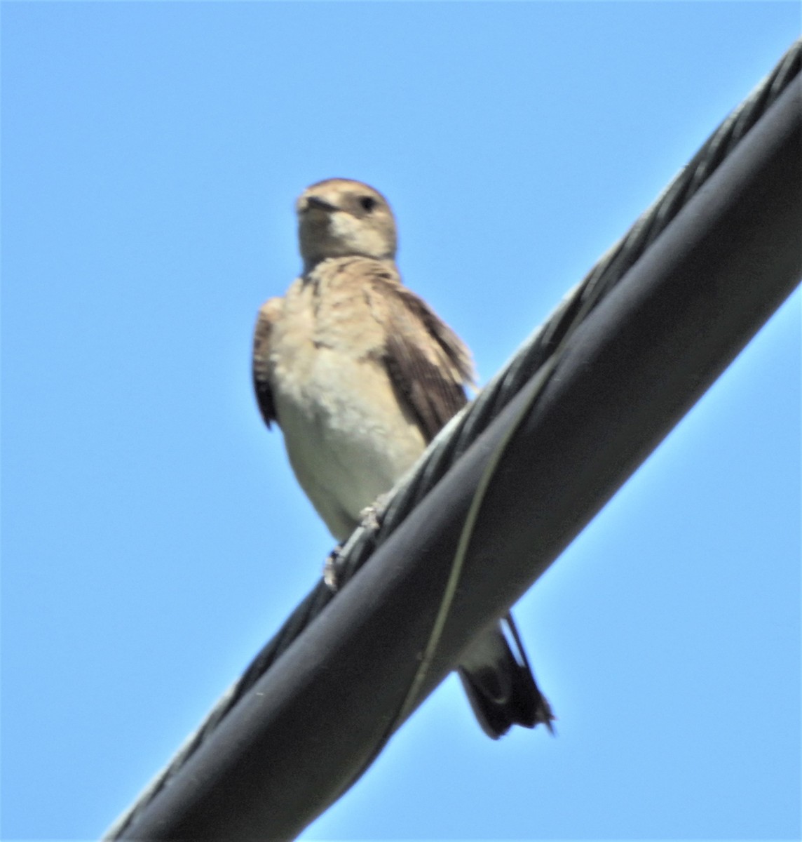 Northern Rough-winged Swallow - Bryan McIntosh