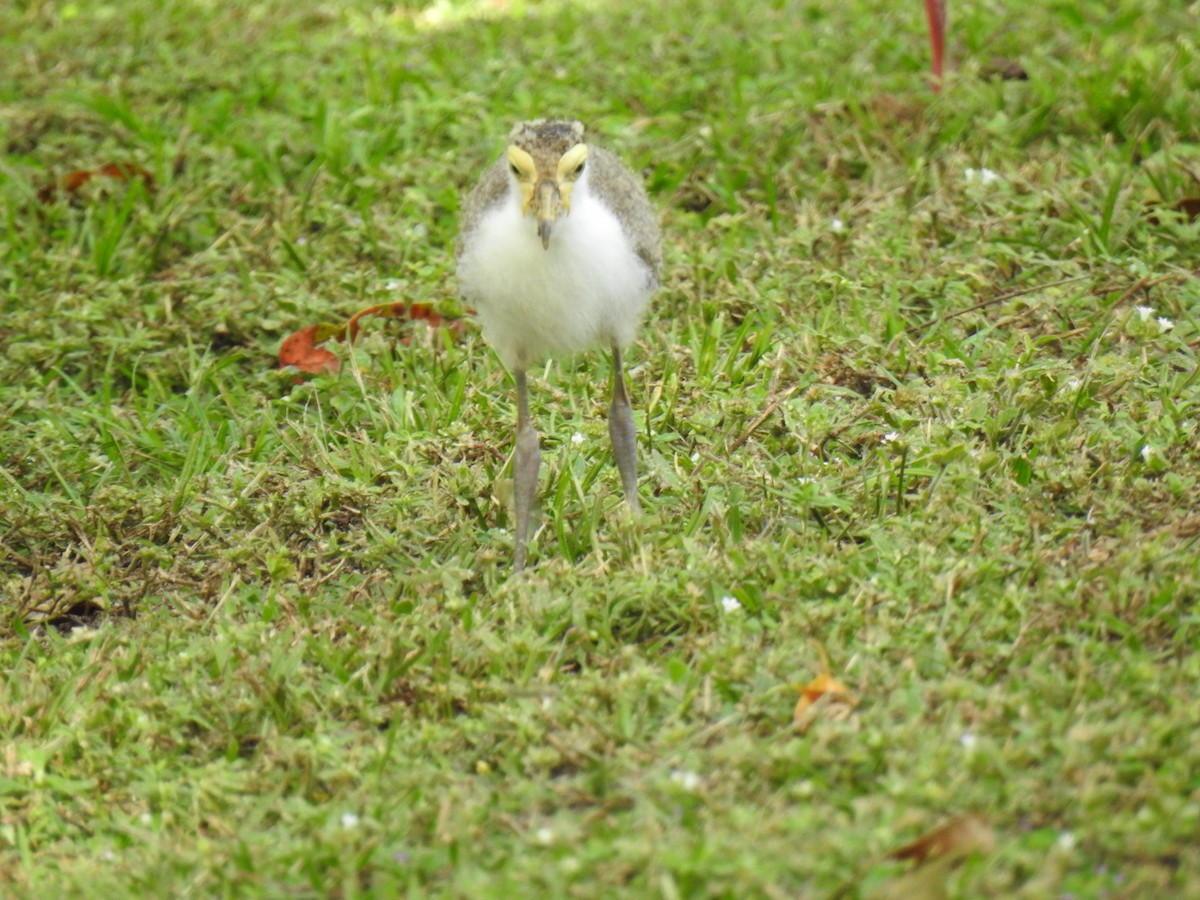 Masked Lapwing - Monica Mesch