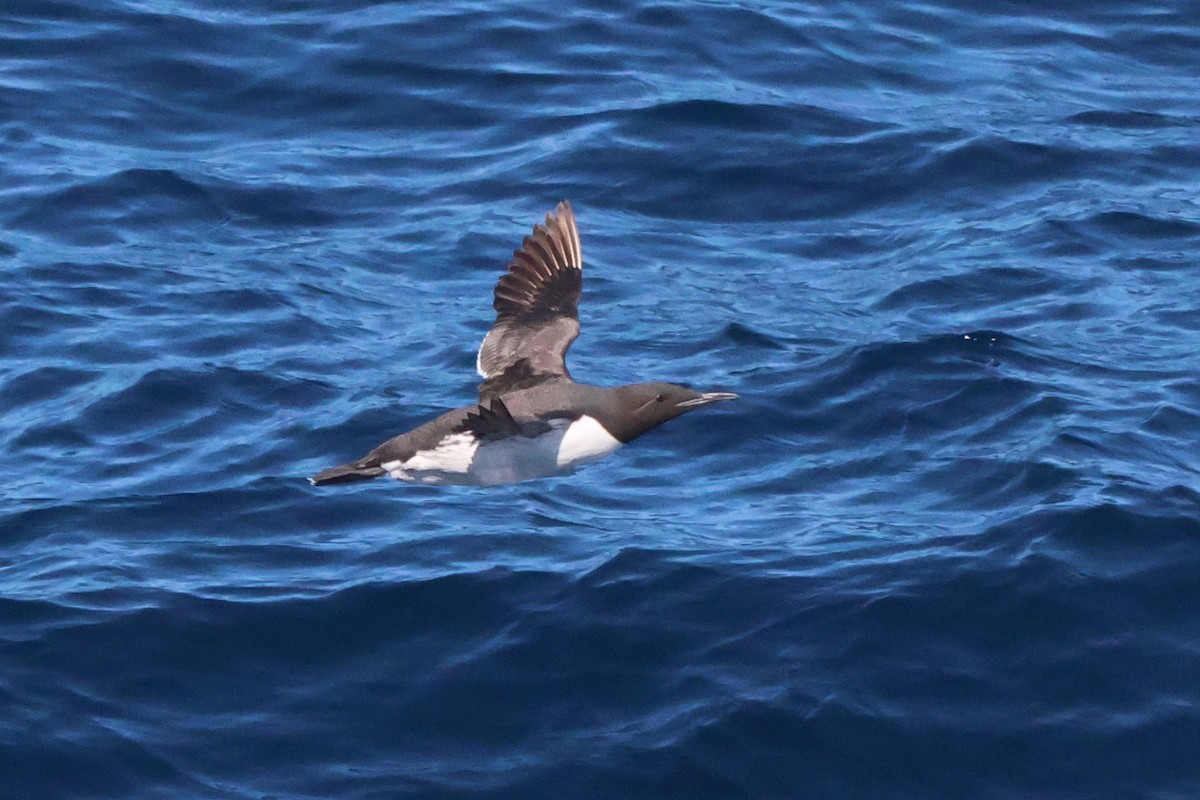 Common Murre - Michael McCloy