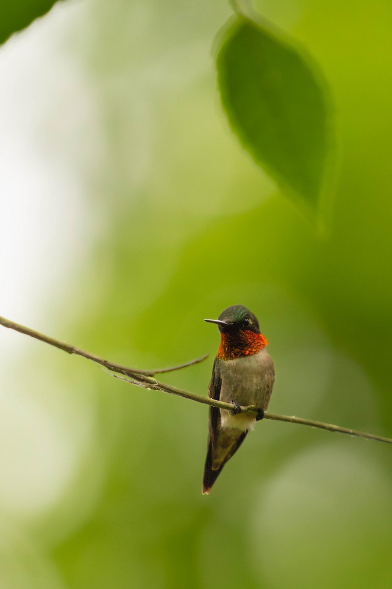 Ruby-throated Hummingbird - Kevin Yan