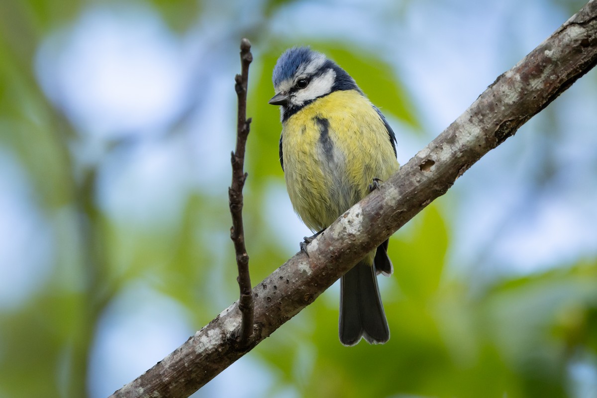 Eurasian Blue Tit - Joren van Schie