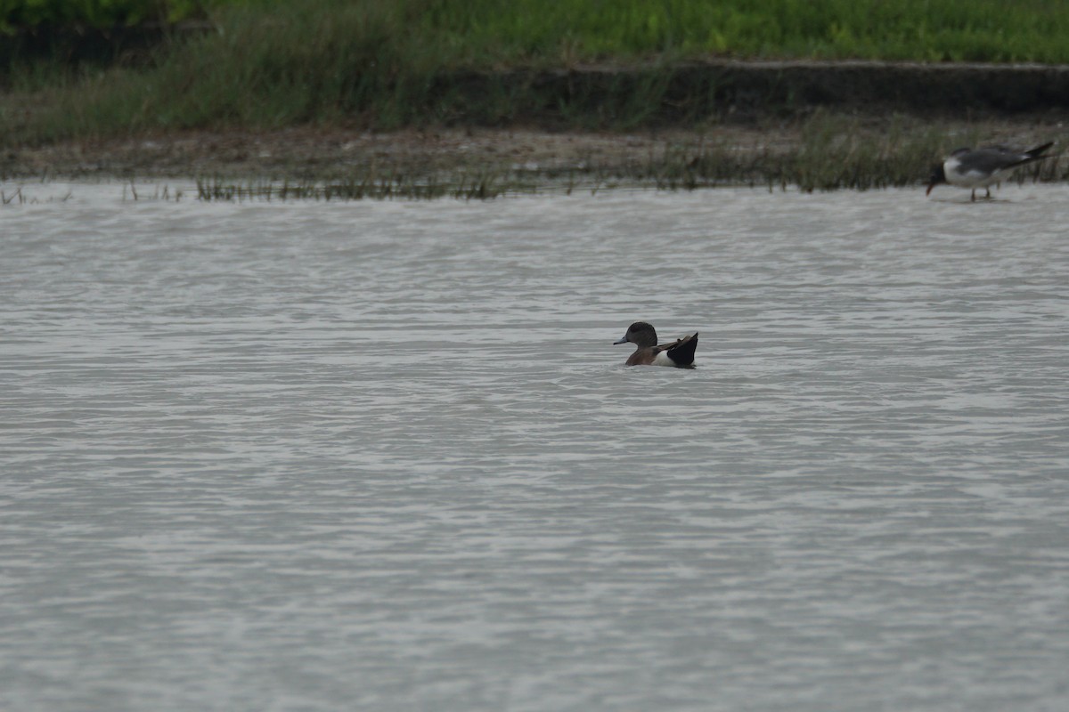 American Wigeon - ML619203845