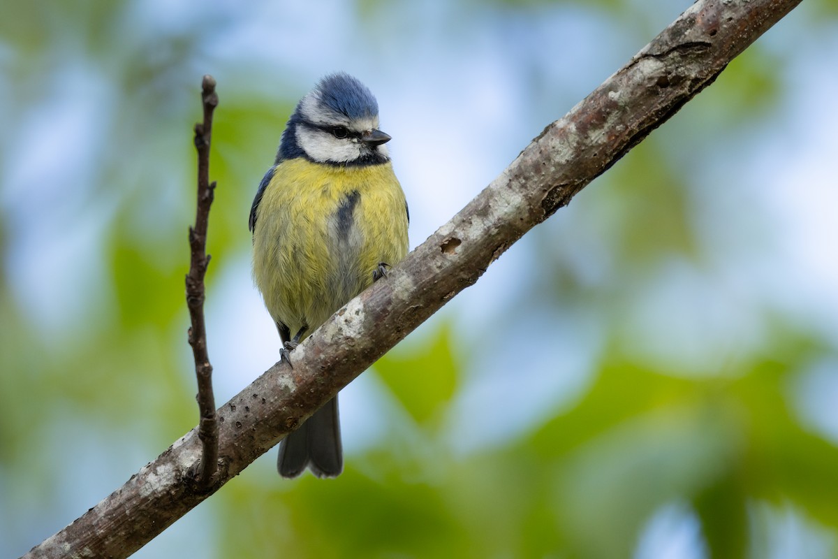 Eurasian Blue Tit - Joren van Schie