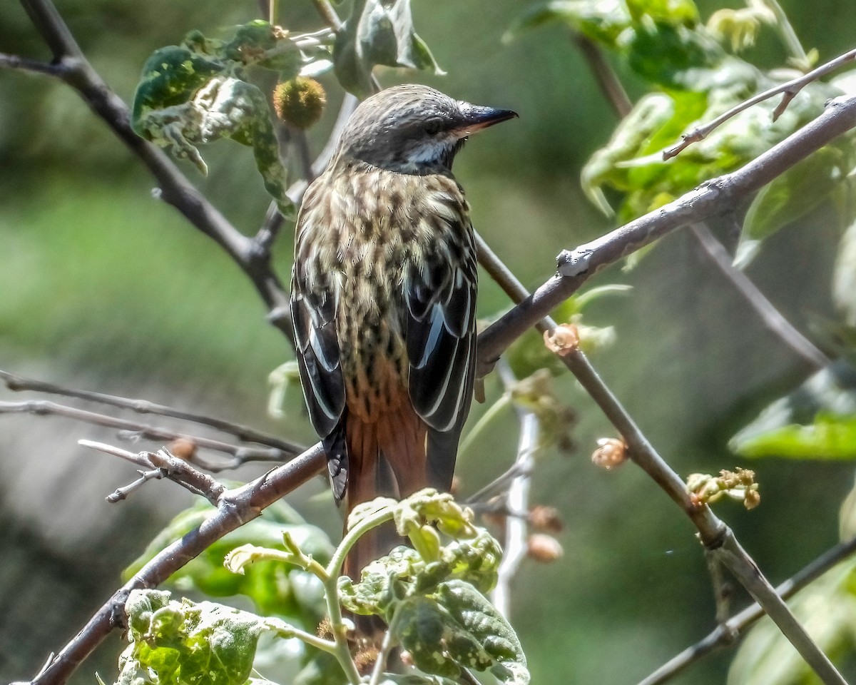 Sulphur-bellied Flycatcher - Doug Smith