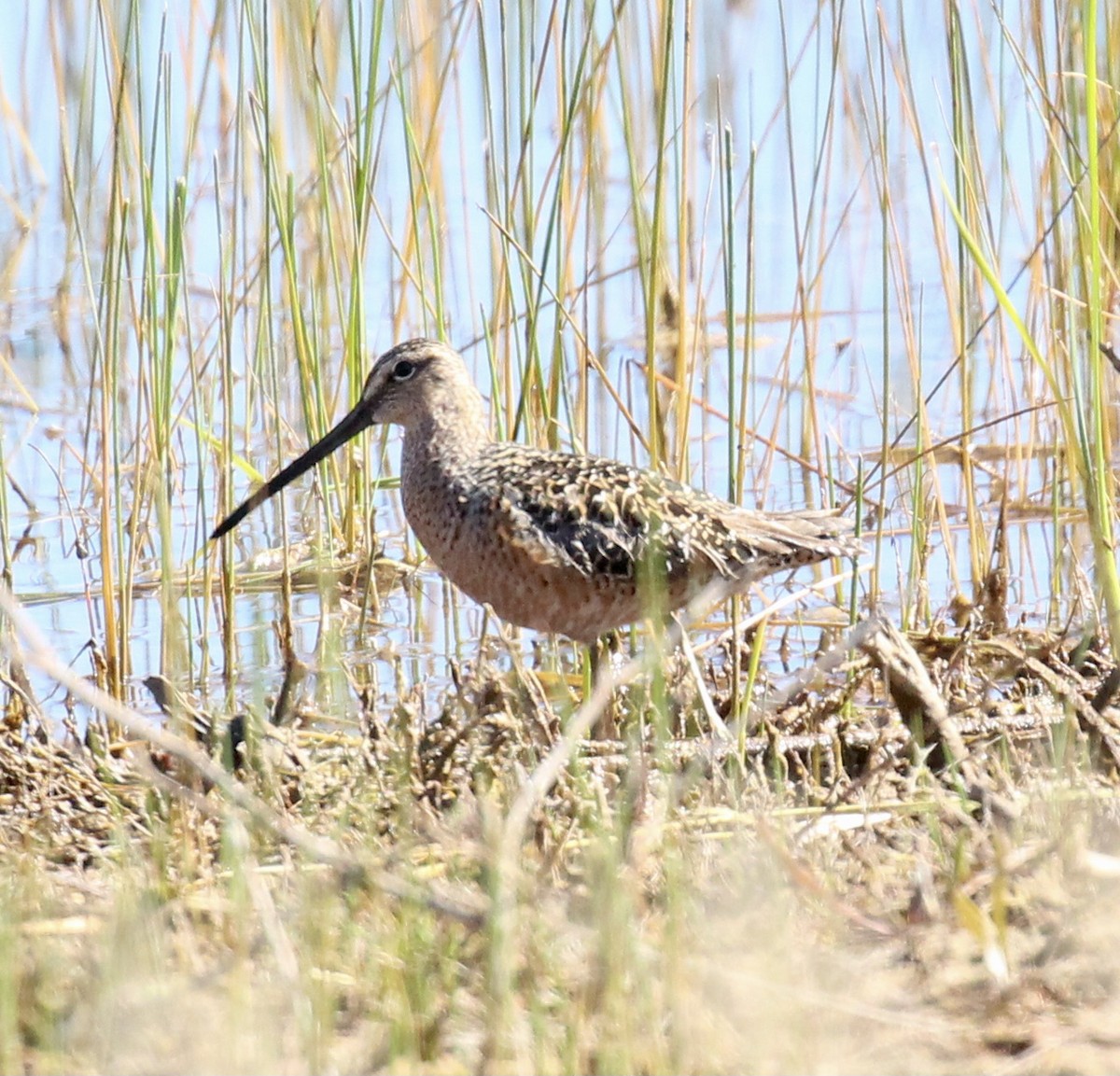 Long-billed Dowitcher - ML619203866