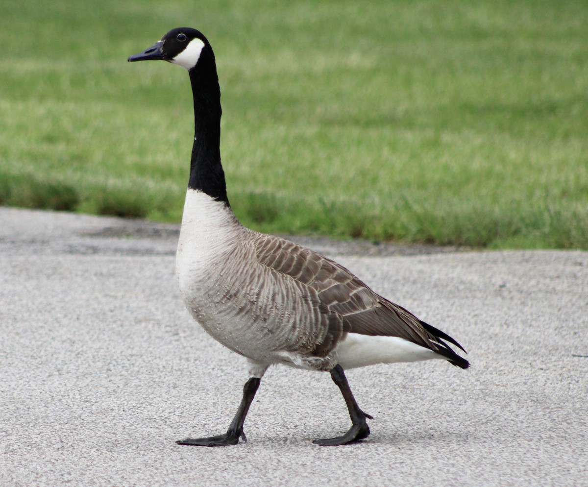 Canada Goose - ML619203870