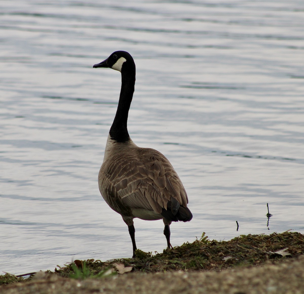 Canada Goose - ML619203871