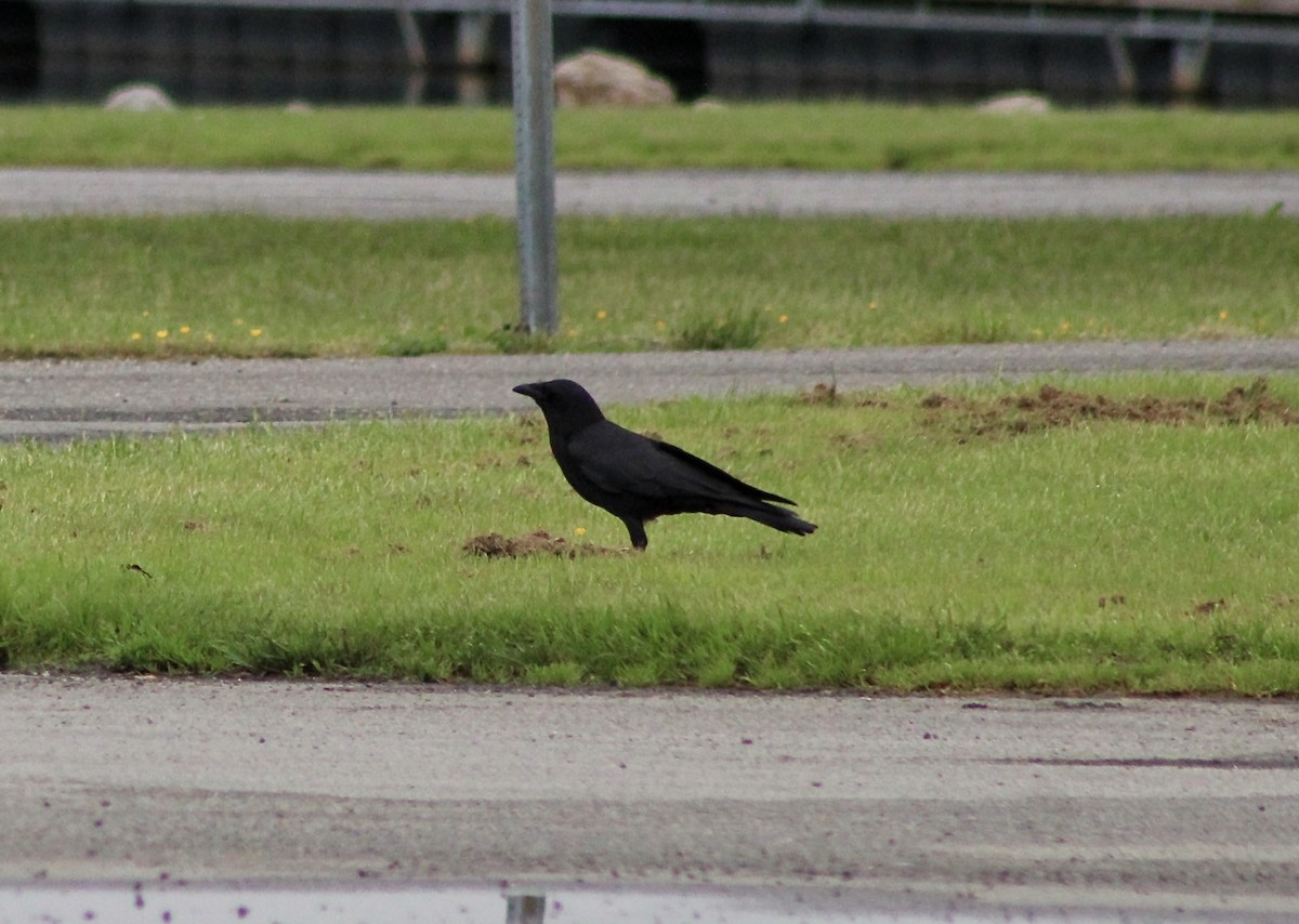 American Crow - ML619203875