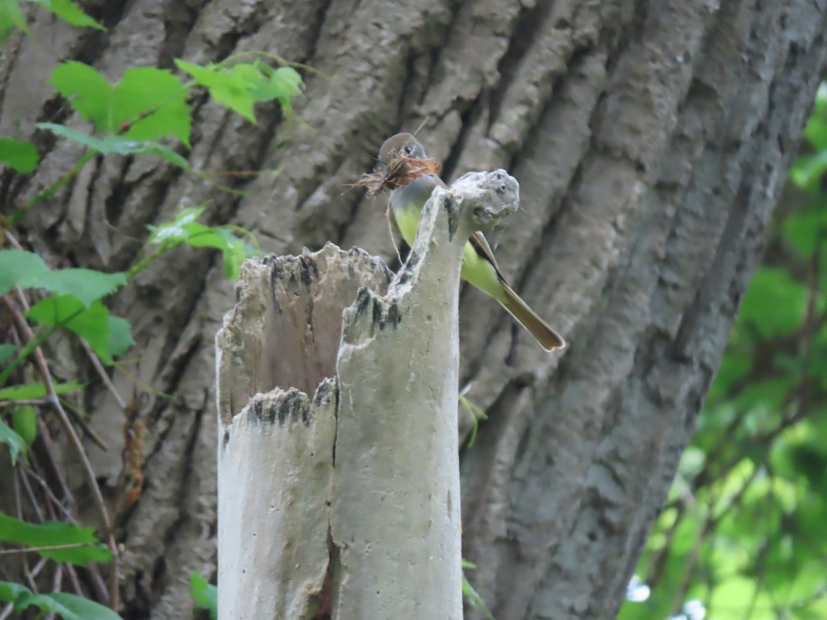 Great Crested Flycatcher - Roger Beuck