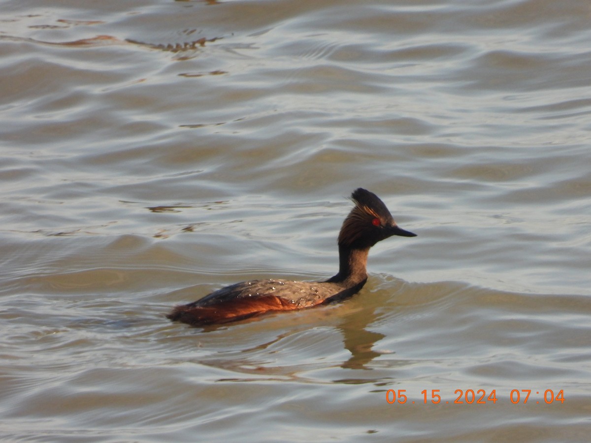 Eared Grebe - Corey Jensen