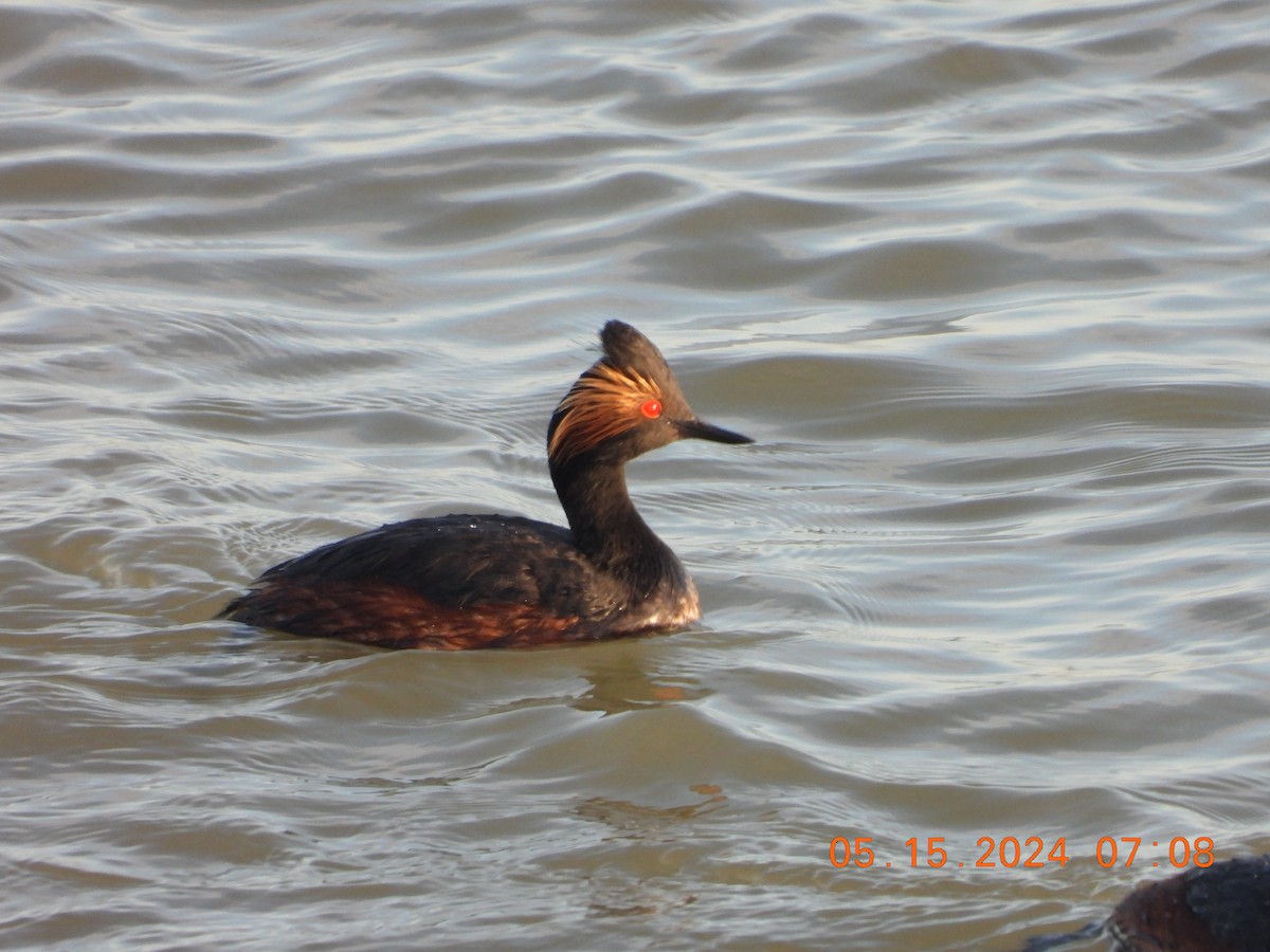 Eared Grebe - Corey Jensen