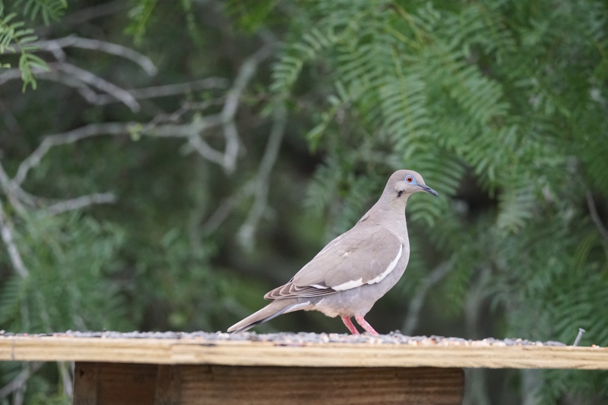White-winged Dove - Chase Wilson