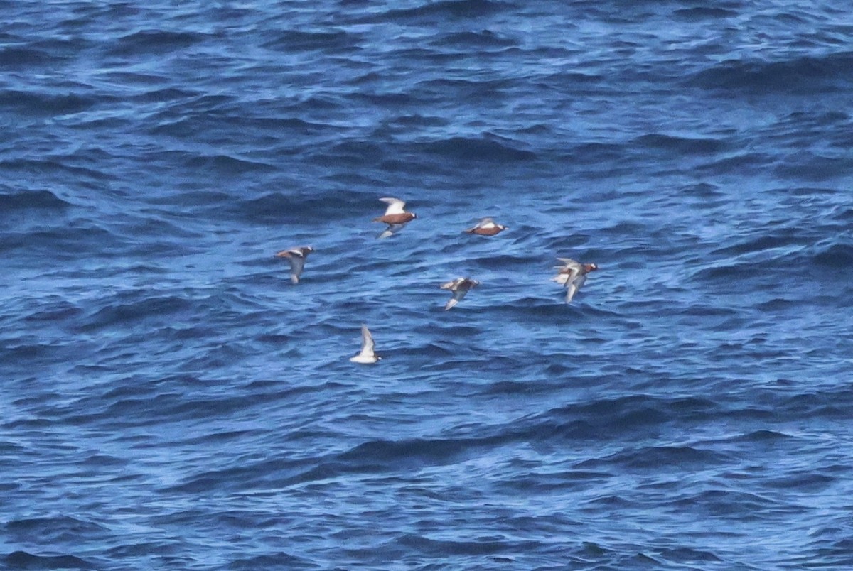 Red Phalarope - ML619203900