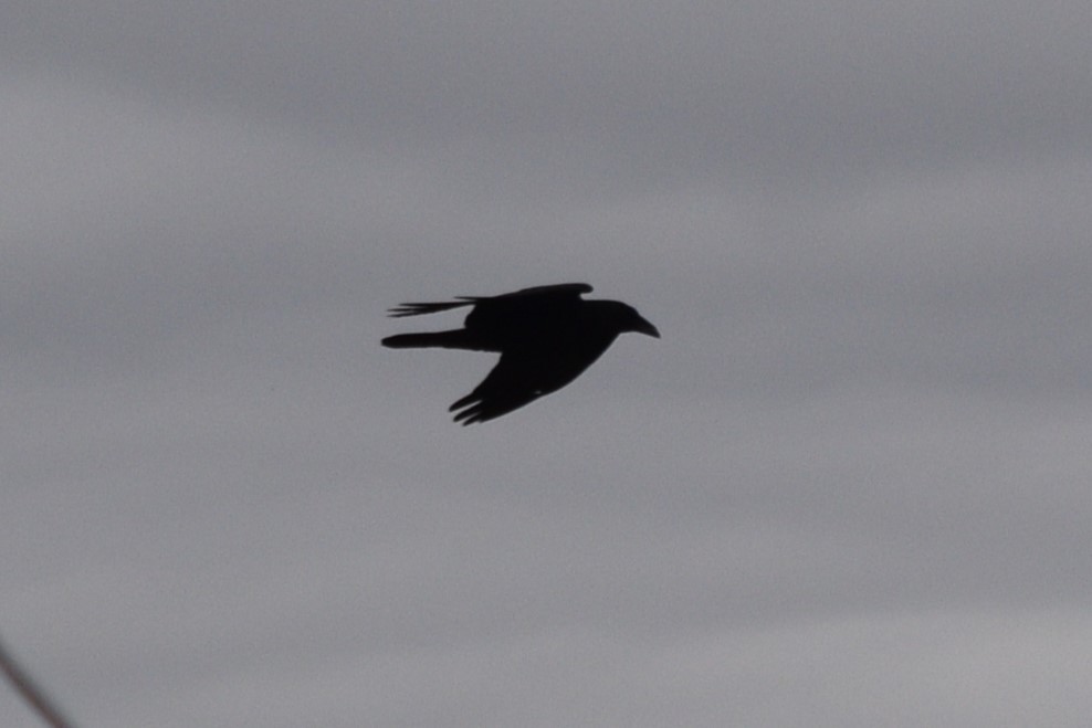 Chihuahuan Raven - William Harmon