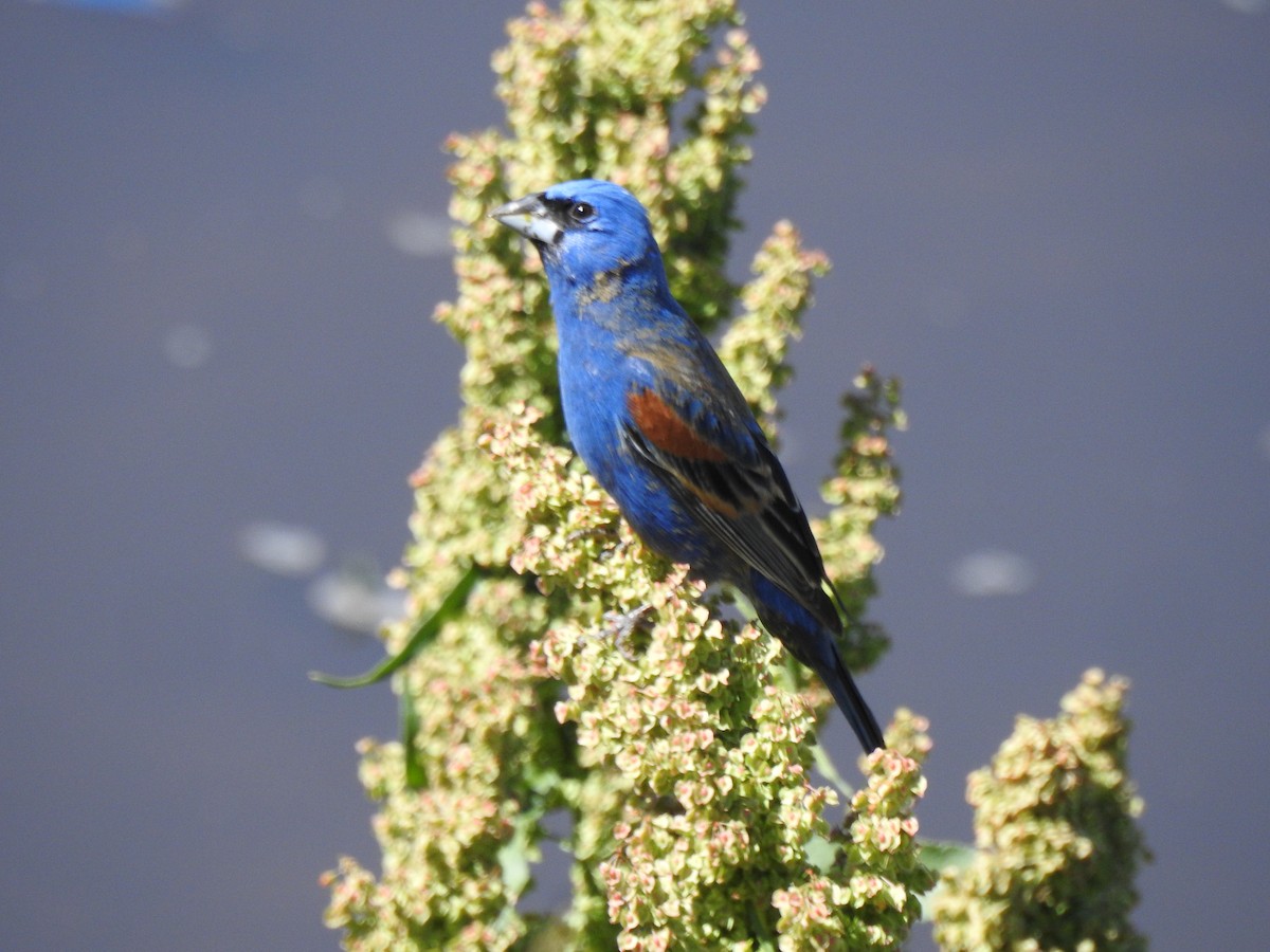 Blue Grosbeak - Ruth Schrock