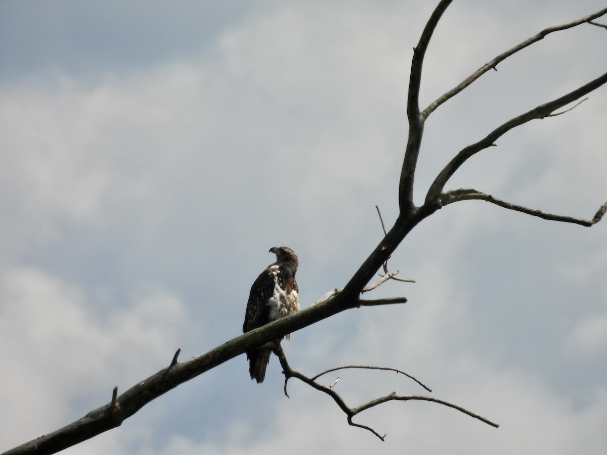 Bald Eagle - ML619203914