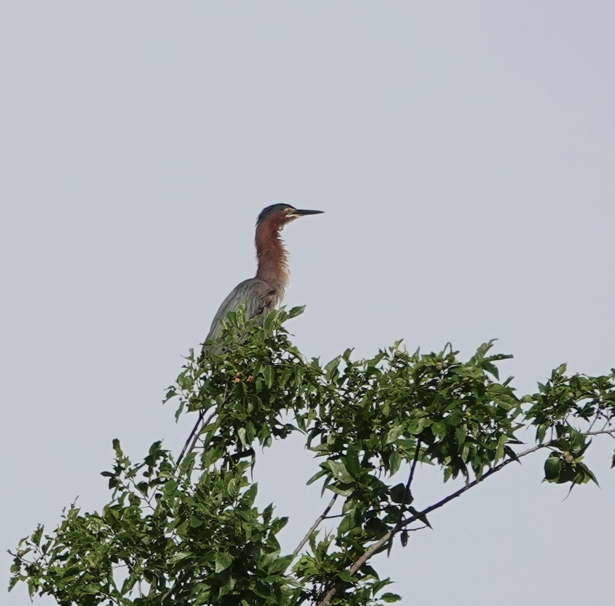 Green Heron - Celeste Treadway