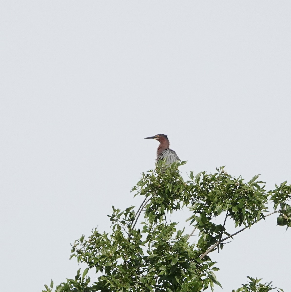 Green Heron - ML619203933