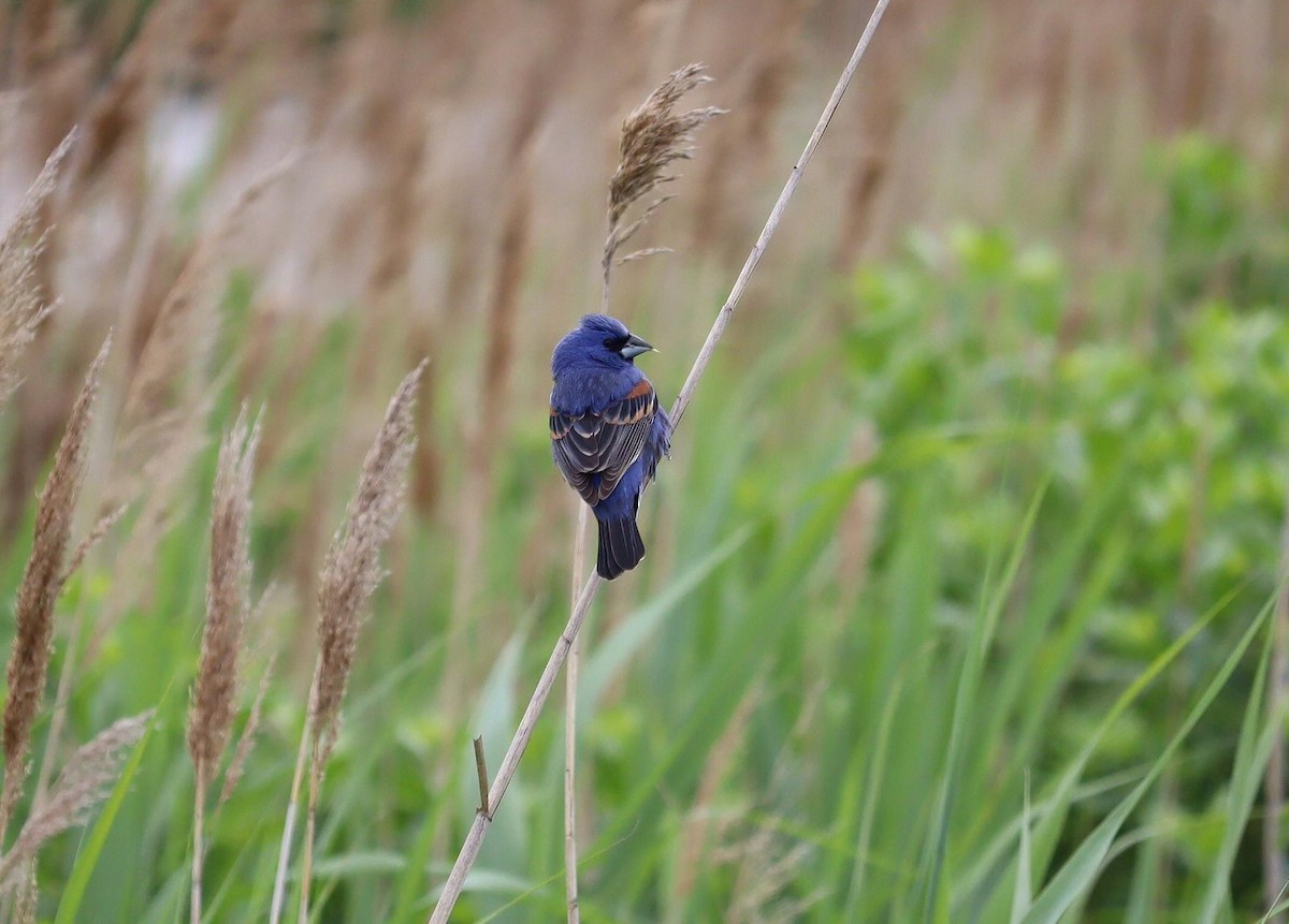 Blue Grosbeak - Pete Shen