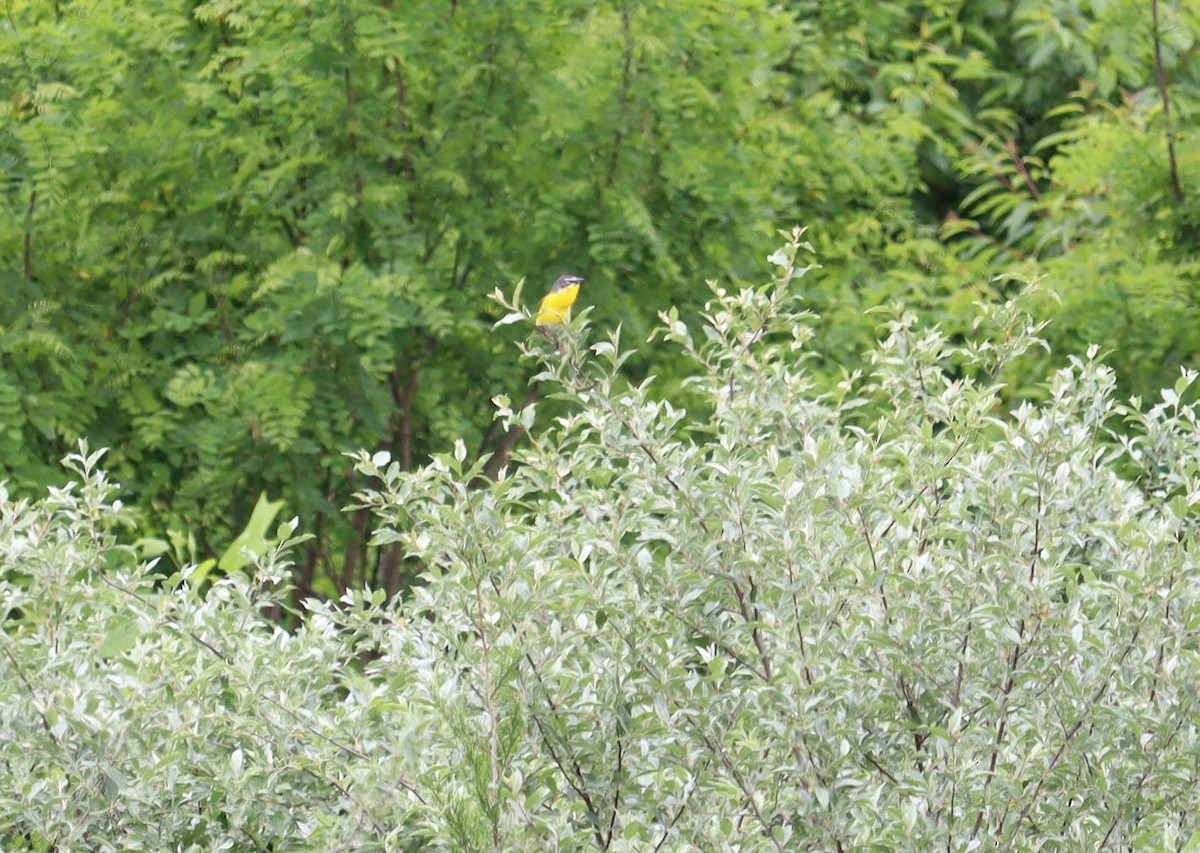 Yellow-breasted Chat - Pete Shen
