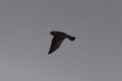 Cliff Swallow (pyrrhonota Group) - William Harmon