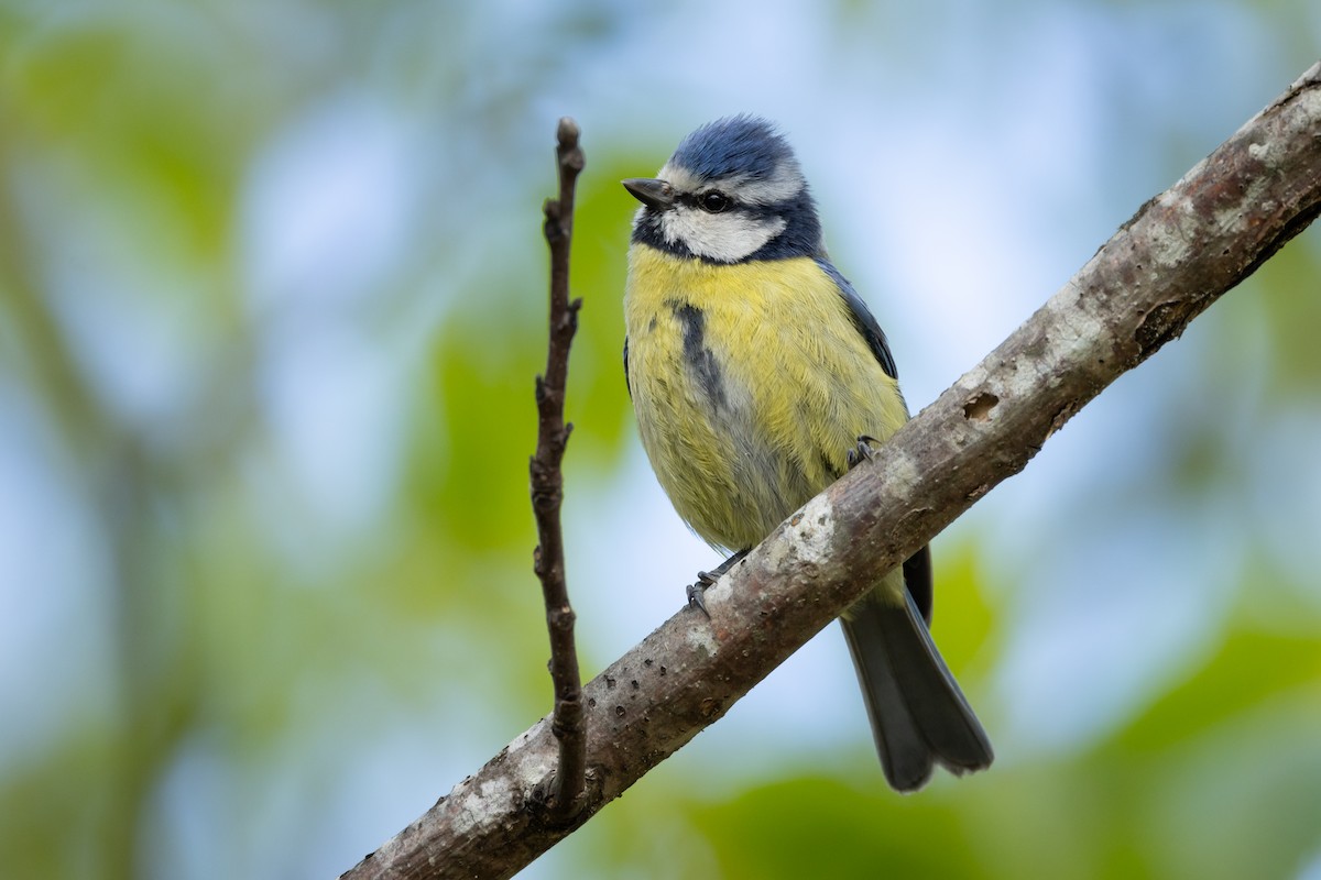 Eurasian Blue Tit - Joren van Schie