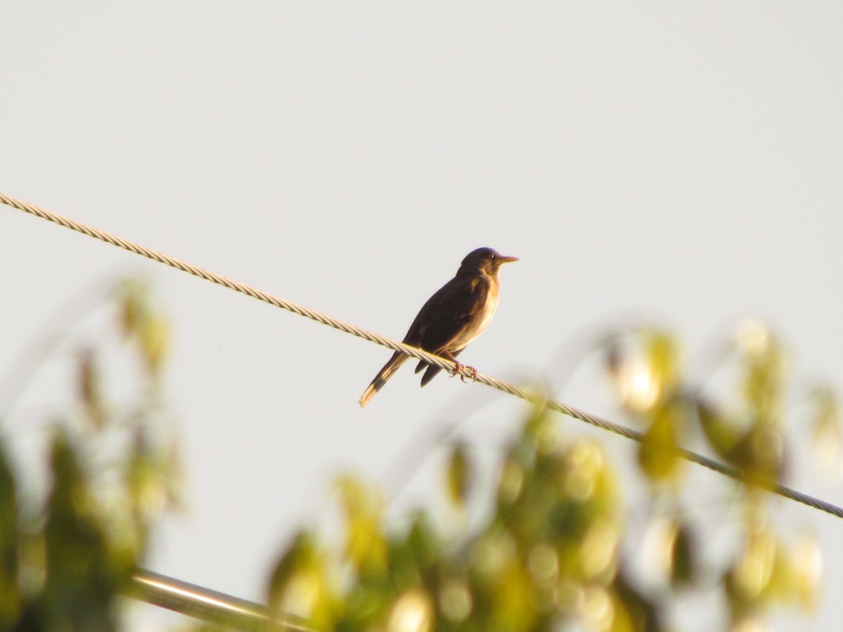 Creamy-bellied Thrush - Selene Torres V.