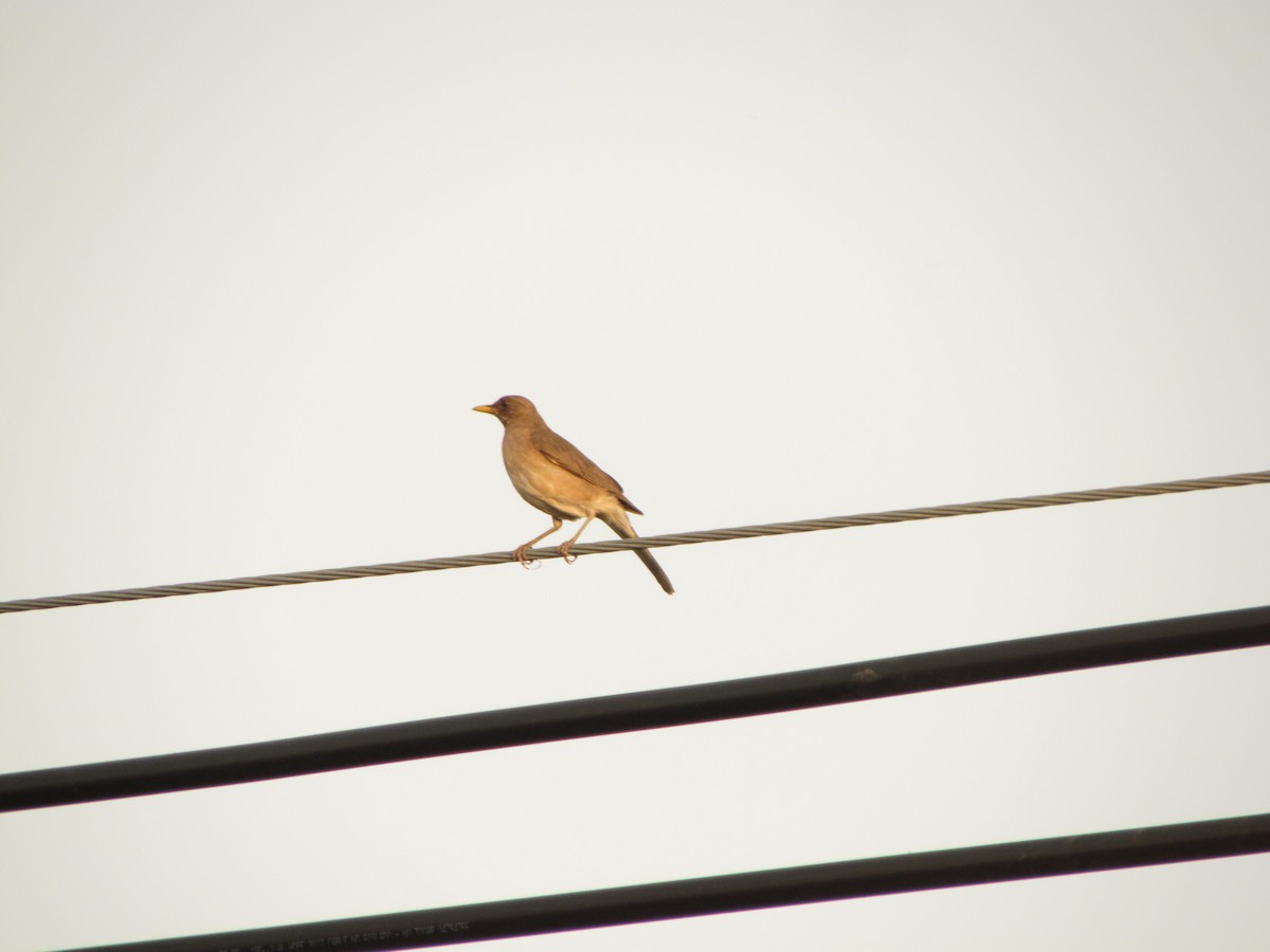 Creamy-bellied Thrush - Selene Torres V.